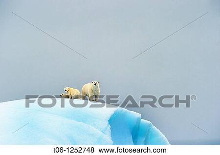Female polar bear Ursus maritimus and her two cubs on an iceberg off Baffin Island Nunavut, Canada View Large Photo Image Stock Photo - Female polar bear Ursus maritimus and her two cubs on an iceberg off Baffin Island Nunavut, Canada. Fotosearch