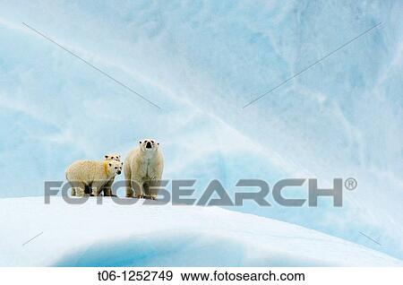 Female polar bear Ursus maritimus and her two cubs on an iceberg off Baffin Island Nunavut, Canada View Large Photo Image Stock Photo - Female polar bear Ursus maritimus and her two cubs on an iceberg off Baffin Island Nunavut, Canada. Fotosearch
