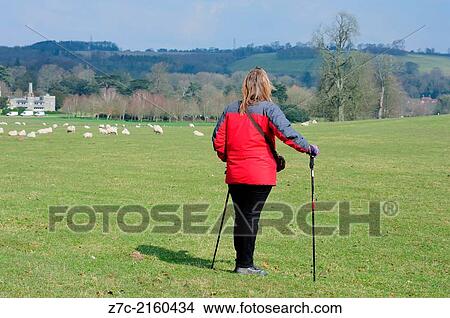 Picture - Female rambler walking on the south downs at west dean in west sussex uk.. Fotosearch