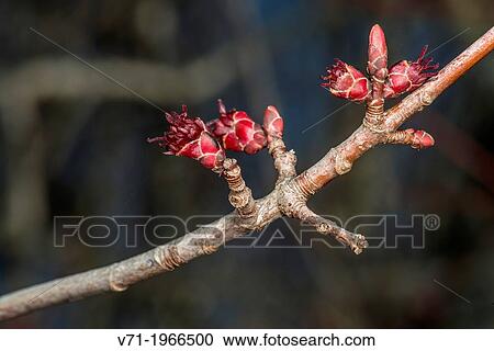 Female Red Maple Flowers Acer rubrum in Corolla, NC, USA View Large Photo Image Stock Image - Female Red Maple Flowers Acer rubrum in Corolla, NC, USA. Fotosearch