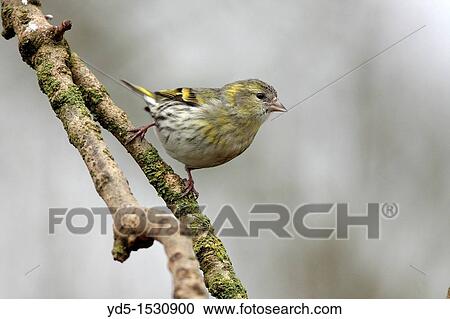 Female Siskin Carduelis spinus View Large Photo Image Stock Image - Female Siskin Carduelis spinus. Fotosearch
