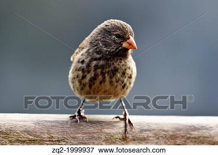 Female Small Ground-Finch (Geospiza fuliginosa), Galapagos Islands National Park, Santa Cruz Island, Galapagos, Ecuador. View Large Photo Image Stock Photo - Female Small Ground-Finch (Geospiza fuliginosa), Galapagos Islands National Park, Santa Cruz Island, Galapagos, Ecuador.. Fotosearch
