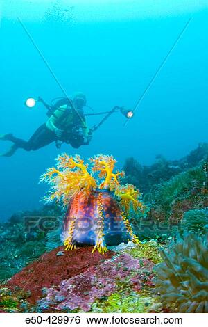 Female underwater photographer near Sea Apple (Psedocolochirus violaceus) near Banda Island, Banda Sea, Indonesia View Large Photo Image Stock Photograph - Female underwater photographer near Sea Apple (Psedocolochirus violaceus) near Banda Island, Banda Sea, Indonesia. Fotosearch