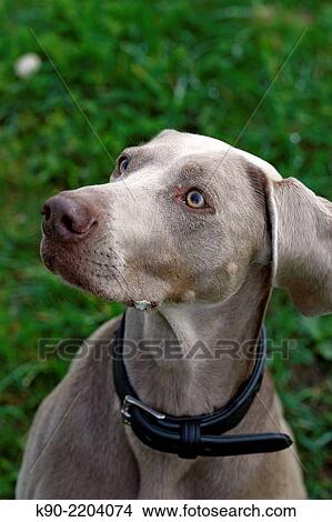 Female Weimaraner, Berlin, Germany, Europe. View Large Photo Image Picture - Female Weimaraner, Berlin, Germany, Europe.. Fotosearch