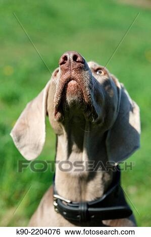 Female Weimaraner, Berlin, Germany, Europe. View Large Photo Image Stock Photograph - Female Weimaraner, Berlin, Germany, Europe.. Fotosearch