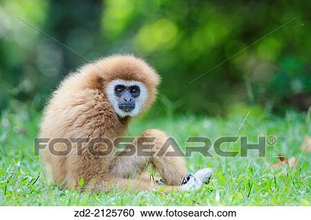 Stock Image - Female White-handed Gibbon (Hylobates lar) sitting portrait. Rehabilitated and released. Kaeng Krachan National Park. Thailand.. Fotosearch