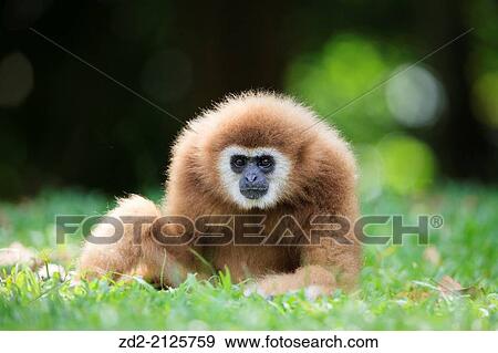 Female White-handed Gibbon (Hylobates lar) sitting portrait. Rehabilitated and released. Kaeng Krachan National Park. Thailand. View Large Photo Image Stock Photo - Female White-handed Gibbon (Hylobates lar) sitting portrait. Rehabilitated and released. Kaeng Krachan National Park. Thailand.. Fotosearch