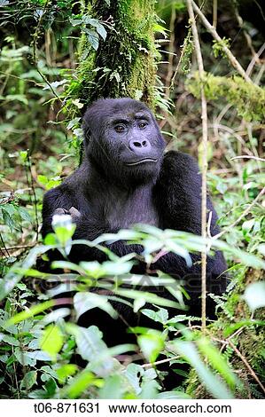 Femelle eastern lowland gorilla in the equatorial forest of Kahuzi Biega Park (Gorilla beringei graueri) Democratic Republic of Congo, Africa View Large Photo Image Stock Image - Femelle eastern lowland gorilla in the equatorial forest of Kahuzi Biega Park (Gorilla beringei graueri) Democratic Republic of Congo, Africa. Fotosearch