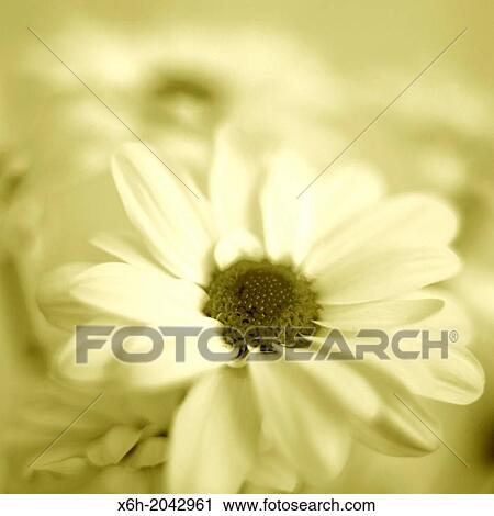 feminine chrysanthemum in duotone. View Large Photo Image Stock Image - feminine chrysanthemum in duotone.. Fotosearch
