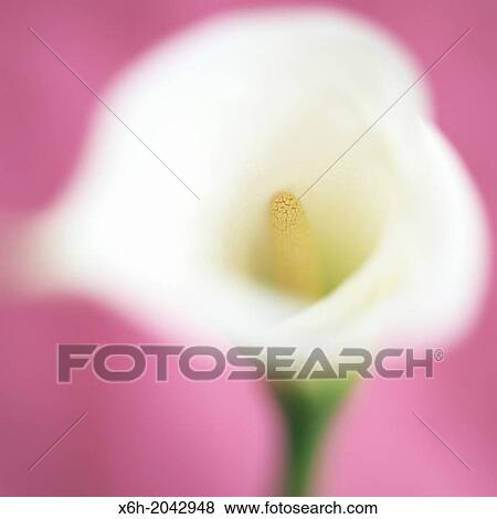 Stock Photo - feminine white calla lily on pink, soft focus and romantic. Fotosearch