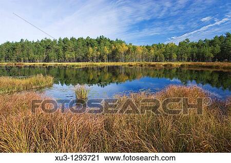 Fen Lake. Sweden. View Large Photo Image Stock Image - Fen Lake. Sweden.. Fotosearch