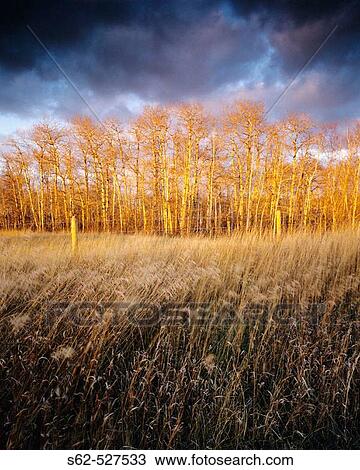 Fence and Trees with Dramatic Sky at Sunset in Late Fall near Edmonton, Alberta, Canada. View Large Photo Image Stock Image - Fence and Trees with Dramatic Sky at Sunset in Late Fall near Edmonton, Alberta, Canada.. Fotosearch