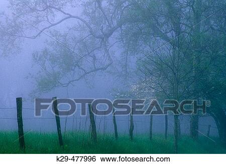 Fence line and trees in fog along Sparks Lane in Cades Cove. Great Smoky Mountains NP. Tennessee. USA. View Large Photo Image Stock Photograph - Fence line and trees in fog along Sparks Lane in Cades Cove. Great Smoky Mountains NP. Tennessee. USA.. Fotosearch