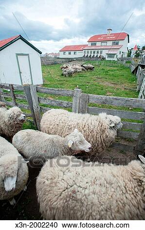 Fenced in Sheep, Rio Verde Chile. View Large Photo Image Stock Image - Fenced in Sheep, Rio Verde Chile.. Fotosearch