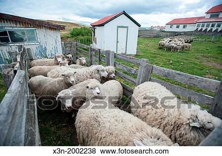 Fenced in Sheep, Rio Verde Chile. View Large Photo Image Stock Photo - Fenced in Sheep, Rio Verde Chile.. Fotosearch