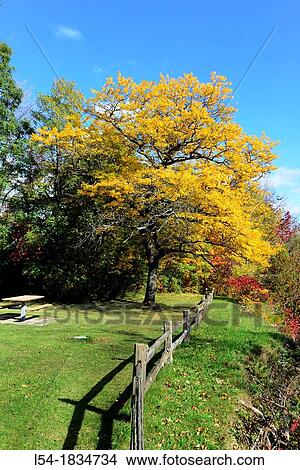 Fenced shoreline with colorful fall leaves autumn trees Michigan View Large Photo Image Picture - Fenced shoreline with colorful fall leaves autumn trees Michigan. Fotosearch