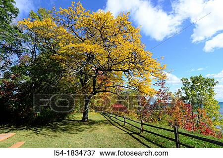 Stock Photo - Fenced shoreline with colorful fall leaves autumn trees Michigan. Fotosearch