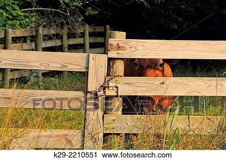 Fenceline with cow, Buffalo National River (Ponca Unit), Arkansas, USA. View Large Photo Image Stock Image - Fenceline with cow, Buffalo National River (Ponca Unit), Arkansas, USA.. Fotosearch