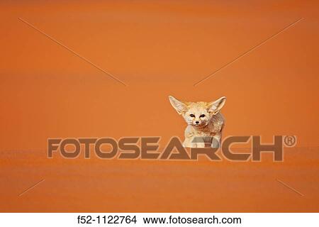 Fennec Fox (Vulpes zerda), Sahara Desert, Merzouga, Morocco View Large Photo Image Picture - Fennec Fox (Vulpes zerda), Sahara Desert, Merzouga, Morocco. Fotosearch