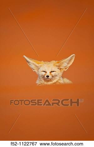 Fennec Fox (Vulpes zerda), Sahara Desert, Merzouga, Morocco View Large Photo Image Stock Photo - Fennec Fox (Vulpes zerda), Sahara Desert, Merzouga, Morocco. Fotosearch