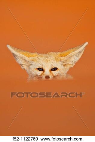Fennec Fox (Vulpes zerda), Sahara Desert, Merzouga, Morocco View Large Photo Image Stock Photo - Fennec Fox (Vulpes zerda), Sahara Desert, Merzouga, Morocco. Fotosearch