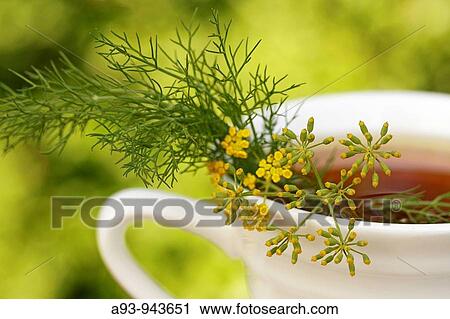 Fennel infusion (Foeniculum vulgare) View Large Photo Image Stock Image - Fennel infusion (Foeniculum vulgare). Fotosearch