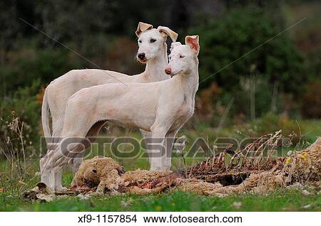 Picture - Feral dogs eating carrion. Fotosearch
