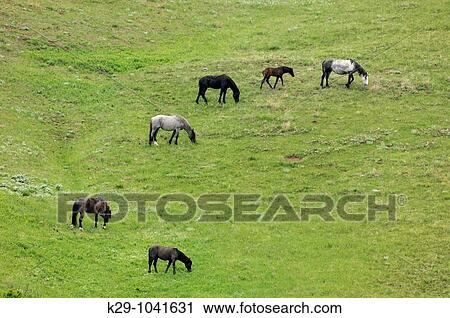 Stock Image - Feral Horse Wild Horse Equus caballus Family group foraging on hillside. Fotosearch