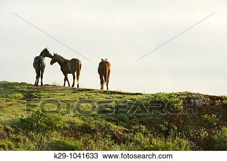 Feral Horse Wild Horse Equus caballus View Large Photo Image Stock Image - Feral Horse Wild Horse Equus caballus. Fotosearch