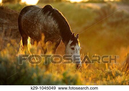 Feral Horse Wild Horse Equus caballus View Large Photo Image Stock Photo - Feral Horse Wild Horse Equus caballus. Fotosearch