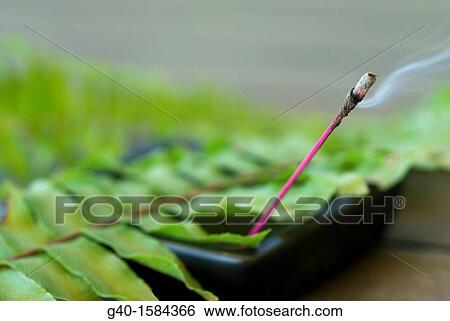 fern and incense View Large Photo Image Stock Photograph - fern and incense. Fotosearch