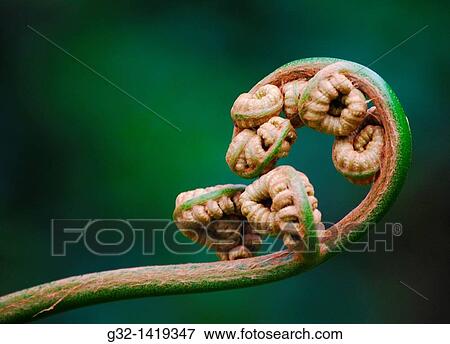 Stock Photo - Fern buds. Fotosearch
