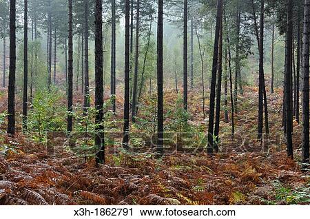 Stock Image - fern in undergrowth of pine tree forest, Forest of Rambouillet, Yvelines department, Ile-de-France region, France, Europe. Fotosearch