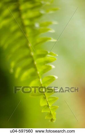 Fern leaf View Large Photo Image Stock Image - Fern leaf. Fotosearch