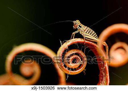 fern leaves and grasshopper View Large Photo Image Stock Photograph - fern leaves and grasshopper. Fotosearch