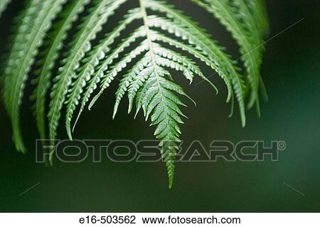 Fern leaves, Hawaii. USA View Large Photo Image Stock Image - Fern leaves, Hawaii. USA. Fotosearch