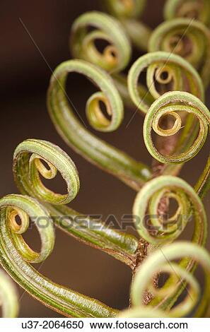 Fern leaves. Image taken at Kampung Satau, Sarawak, Malaysia. View Large Photo Image Stock Image - Fern leaves. Image taken at Kampung Satau, Sarawak, Malaysia.. Fotosearch