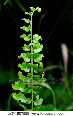 Fern leaves. Image taken at Kampung Satau, Singai, Sarawak, Malaysia. View Large Photo Image Stock Photo - Fern leaves. Image taken at Kampung Satau, Singai, Sarawak, Malaysia.. Fotosearch