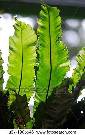 Stock Photograph - Fern leaves. Image taken at Orchid Garden, Kuching, Sarawak, Malaysia.. Fotosearch