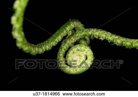 Stock Photograph - Fern leaves. Image taken at Satau, Senggi, Sarawak, Malaysia.. Fotosearch