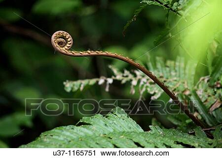 Fern leaves View Large Photo Image Stock Image - Fern leaves. Fotosearch
