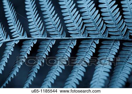 Picture - Fern. Fotosearch