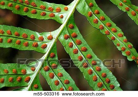 Fern spores View Large Photo Image Stock Photograph - Fern spores. Fotosearch