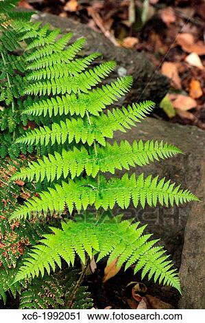 Fern View Large Photo Image Stock Image - Fern. Fotosearch
