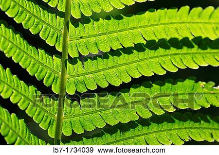 Fern, Switzerland View Large Photo Image Stock Photo - Fern, Switzerland. Fotosearch