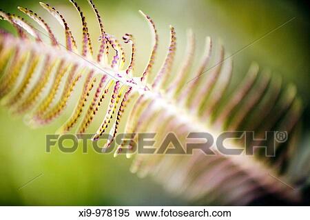 Fern with spores, Seville, Spain View Large Photo Image Stock Photography - Fern with spores, Seville, Spain. Fotosearch