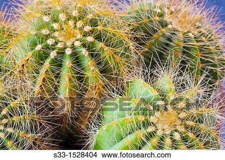 Ferocactus in Cadalso de los Vidrios Madrid Spain View Large Photo Image Picture - Ferocactus in Cadalso de los Vidrios Madrid Spain. Fotosearch