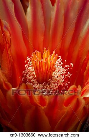 Ferocactus wislizeni flower, Sonora desert, Saguaro National Park Western section, Tucson, Arizona, USA. View Large Photo Image Stock Image - Ferocactus wislizeni flower, Sonora desert, Saguaro National Park Western section, Tucson, Arizona, USA.. Fotosearch