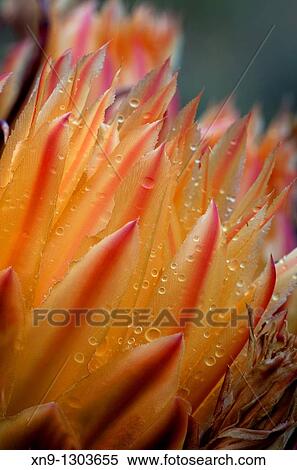 Ferocactus wislizeni flower, Sonora desert, Saguaro National Park Western section, Tucson, Arizona, USA. View Large Photo Image Stock Photography - Ferocactus wislizeni flower, Sonora desert, Saguaro National Park Western section, Tucson, Arizona, USA.. Fotosearch