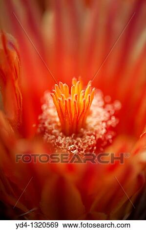 Ferocactus wislizeri flowers, Sonora desert, Tucson, Arizona, USA View Large Photo Image Stock Photo - Ferocactus wislizeri flowers, Sonora desert, Tucson, Arizona, USA. Fotosearch
